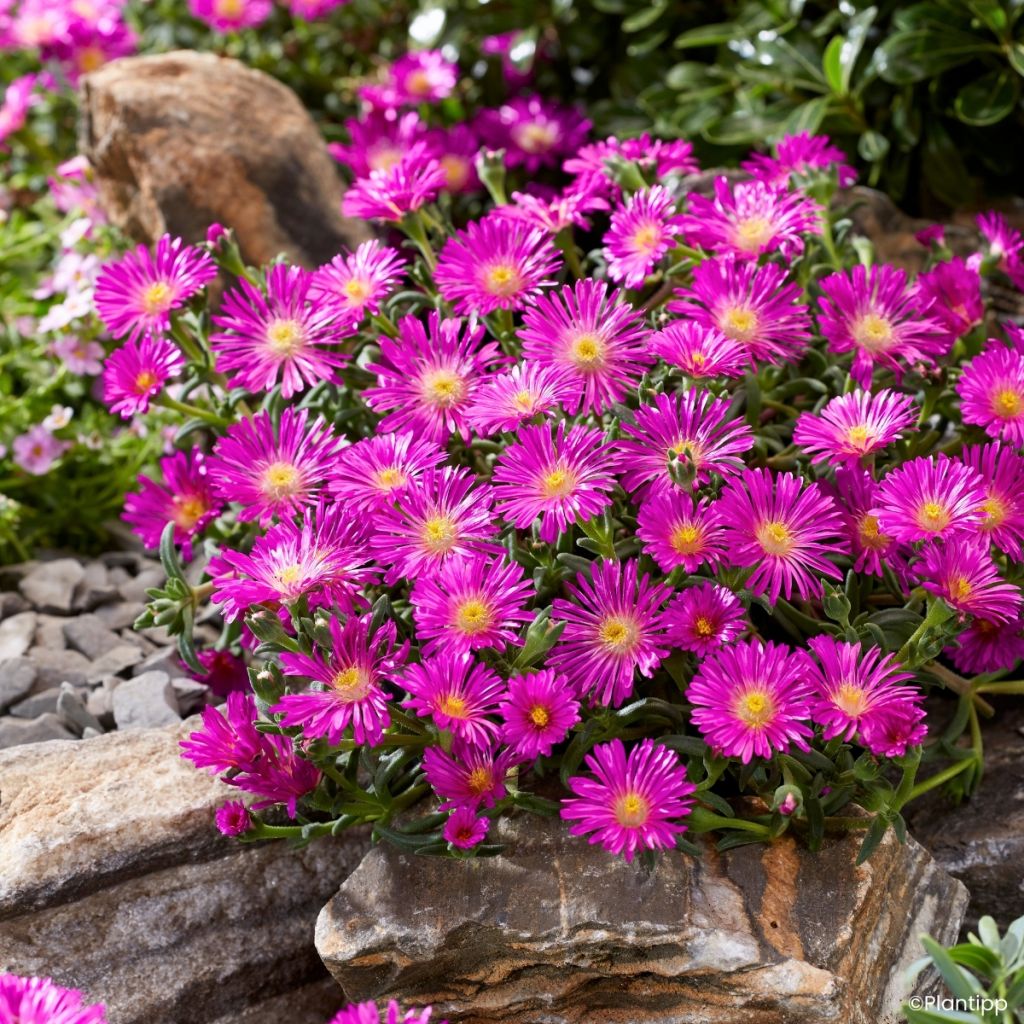 Delosperma Ocean Sunset® Violet - Ice plant
