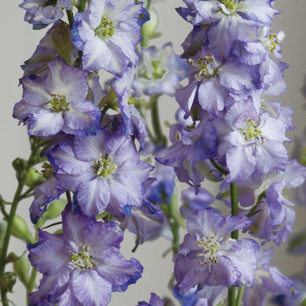 Delphinium Fancy Purple Picotee seeds - Annual Larkspur