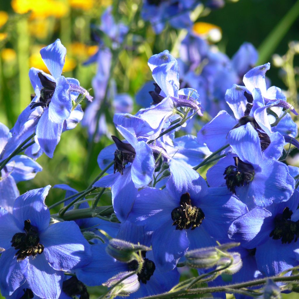 Delphinium Finsteraarhorn - Larkspur