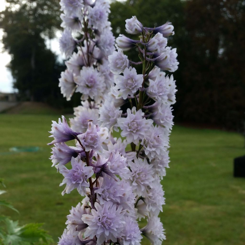 Delphinium Cha Cha - Larkspur