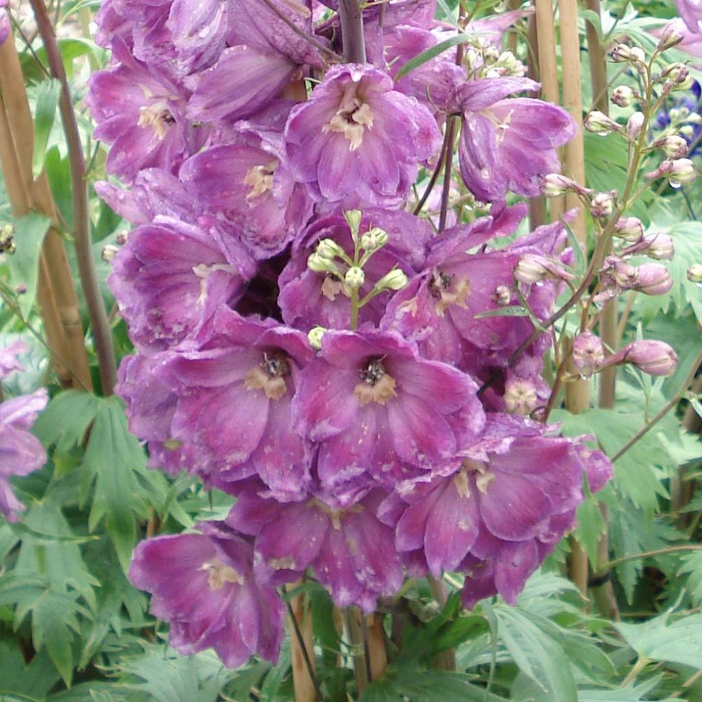 Delphinium Astolat Group - Larkspur