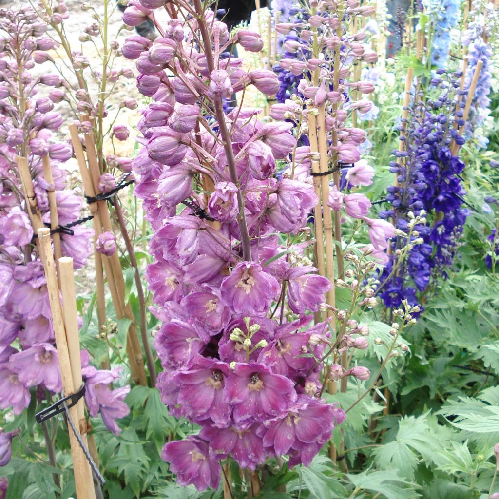 Delphinium Astolat Group - Larkspur