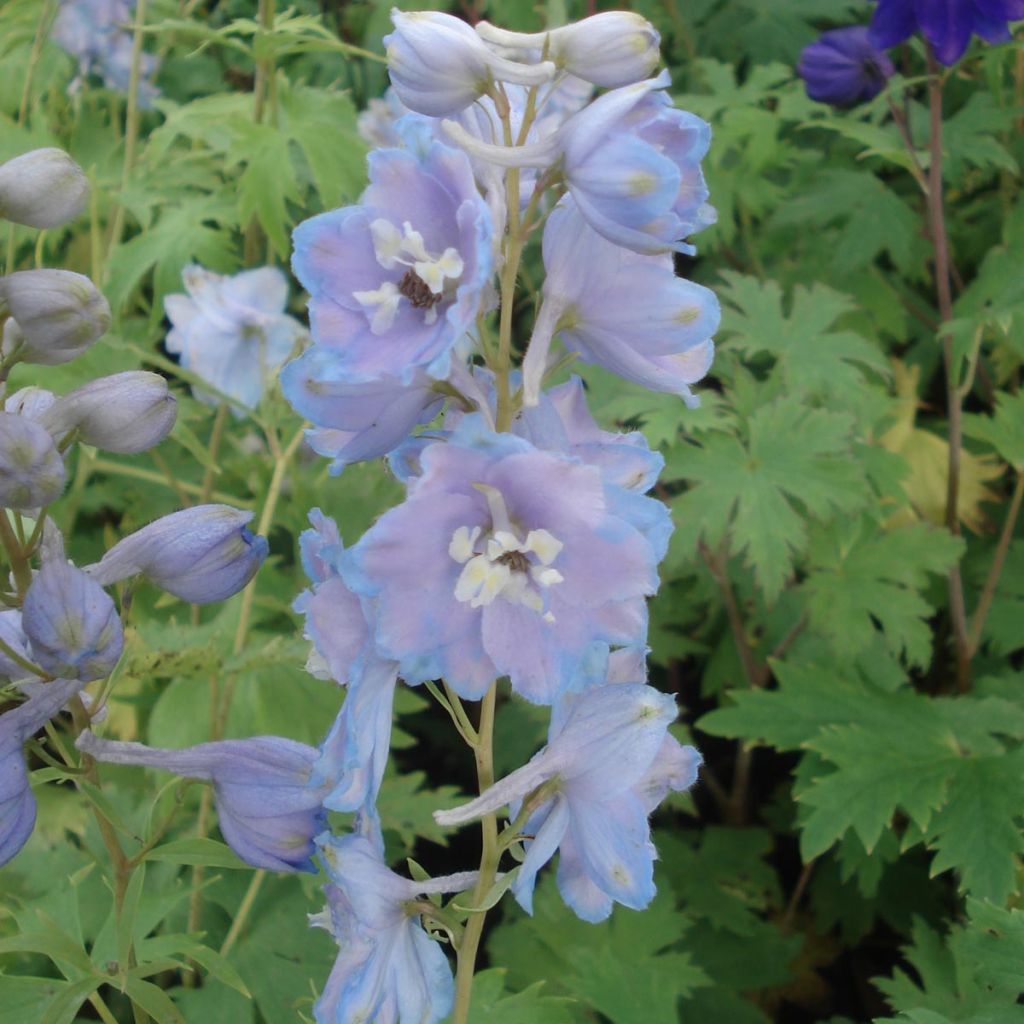 Delphinium Group Pacific-hybrid Cameliard - Larkspur