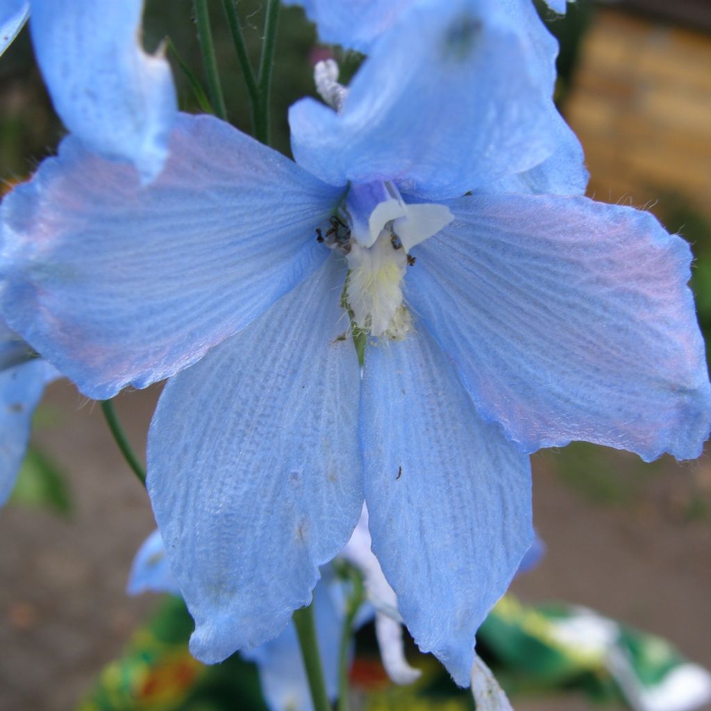 Delphinium Ballkleid - Larkspur
