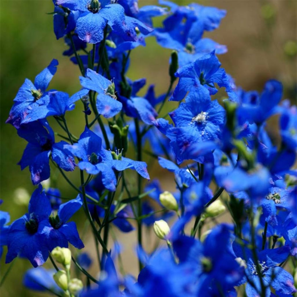 Delphinium grandiflorum - Larkspur