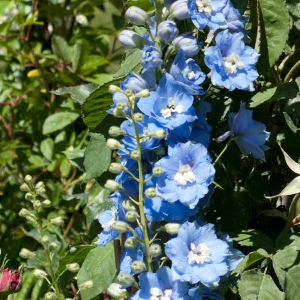 Delphinium Strawberry Fair - Larkspur