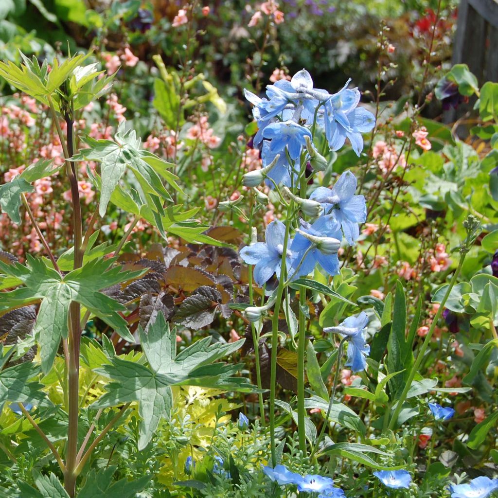 Delphinium belladona Cliveden Beauty - Larkspur