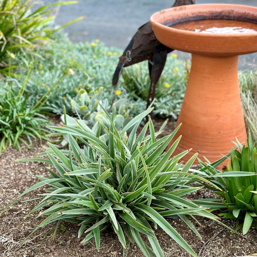 Dianella tasmanica Silver Fox® - Tasmanian flax-lily