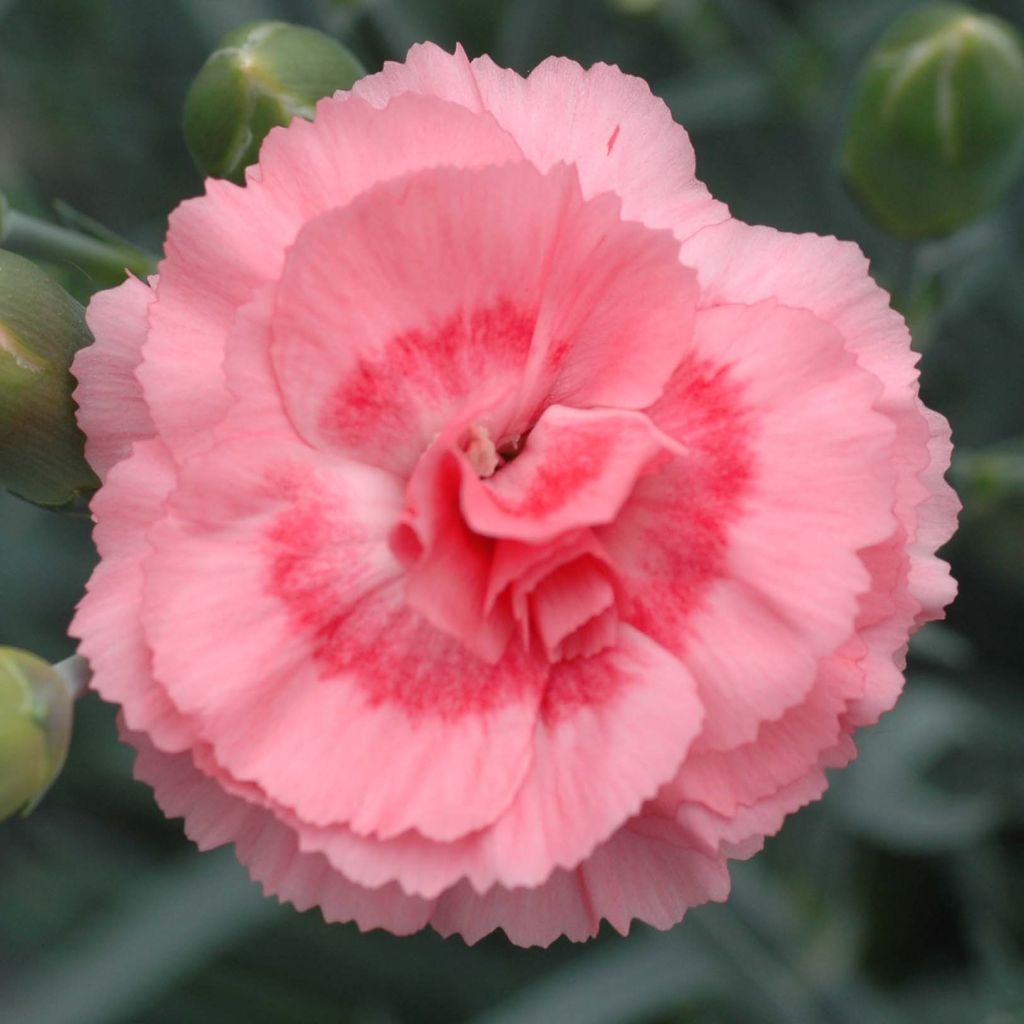 Dianthus plumarius Scent First Romance