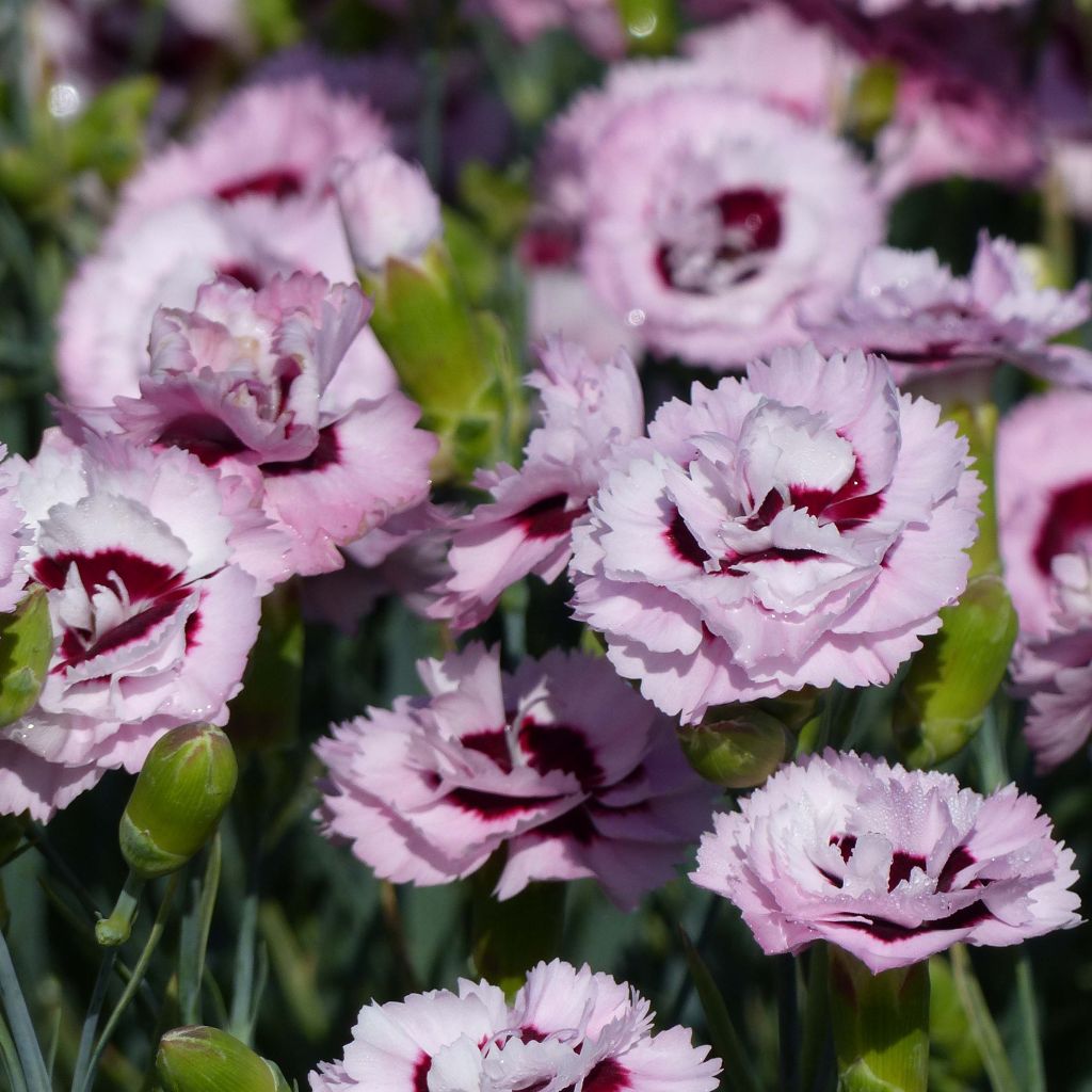 Dianthus plumarius Scent First Raspberry Sundae