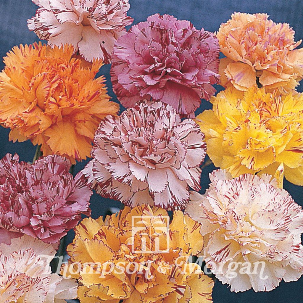Florists Carnation Stripes & Picotees Seeds - Dianthus caryophyllus