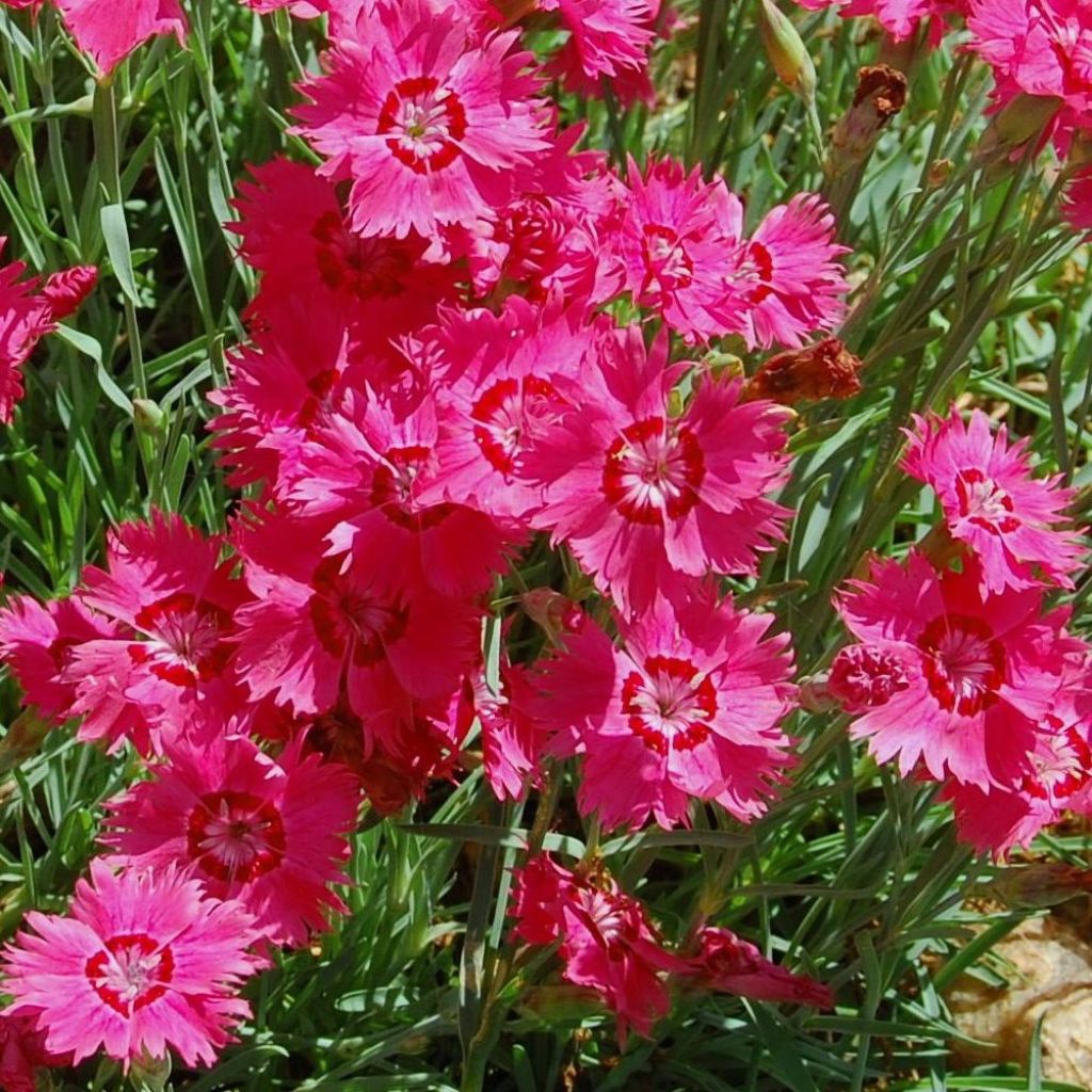 Dianthus deltoides Brilliant