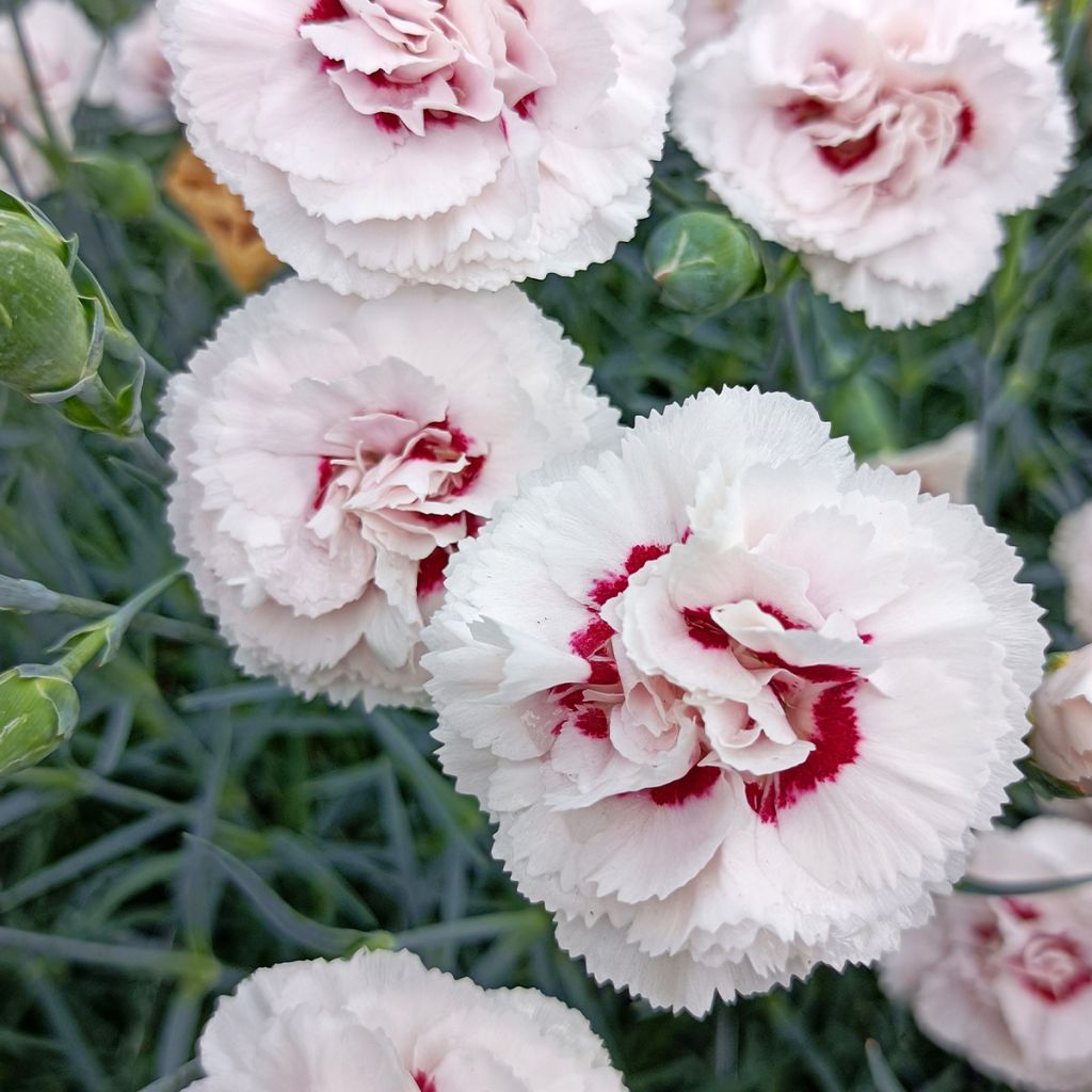 Dianthus plumarius Cranmere Pool
