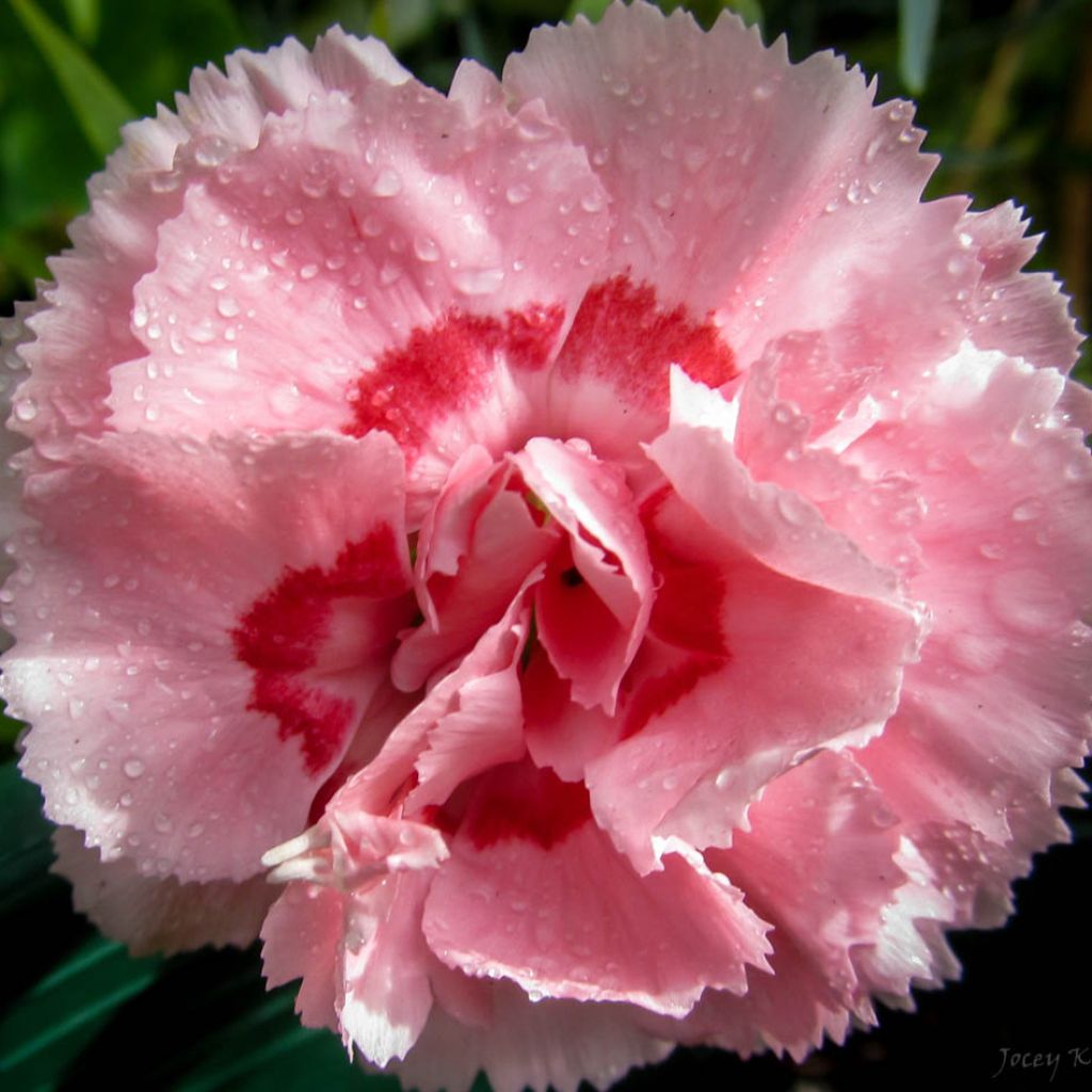 Dianthus plumarius Doris