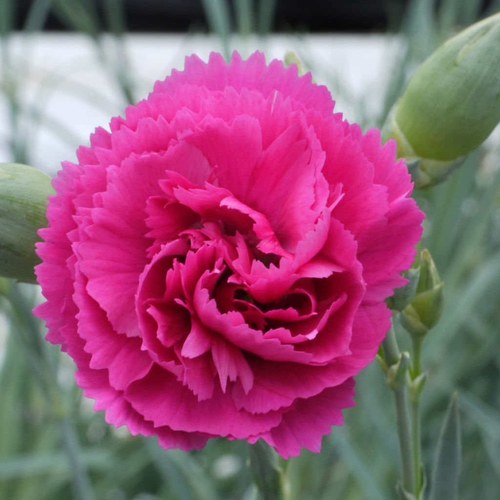 Dianthus plumarius Lily the Pink