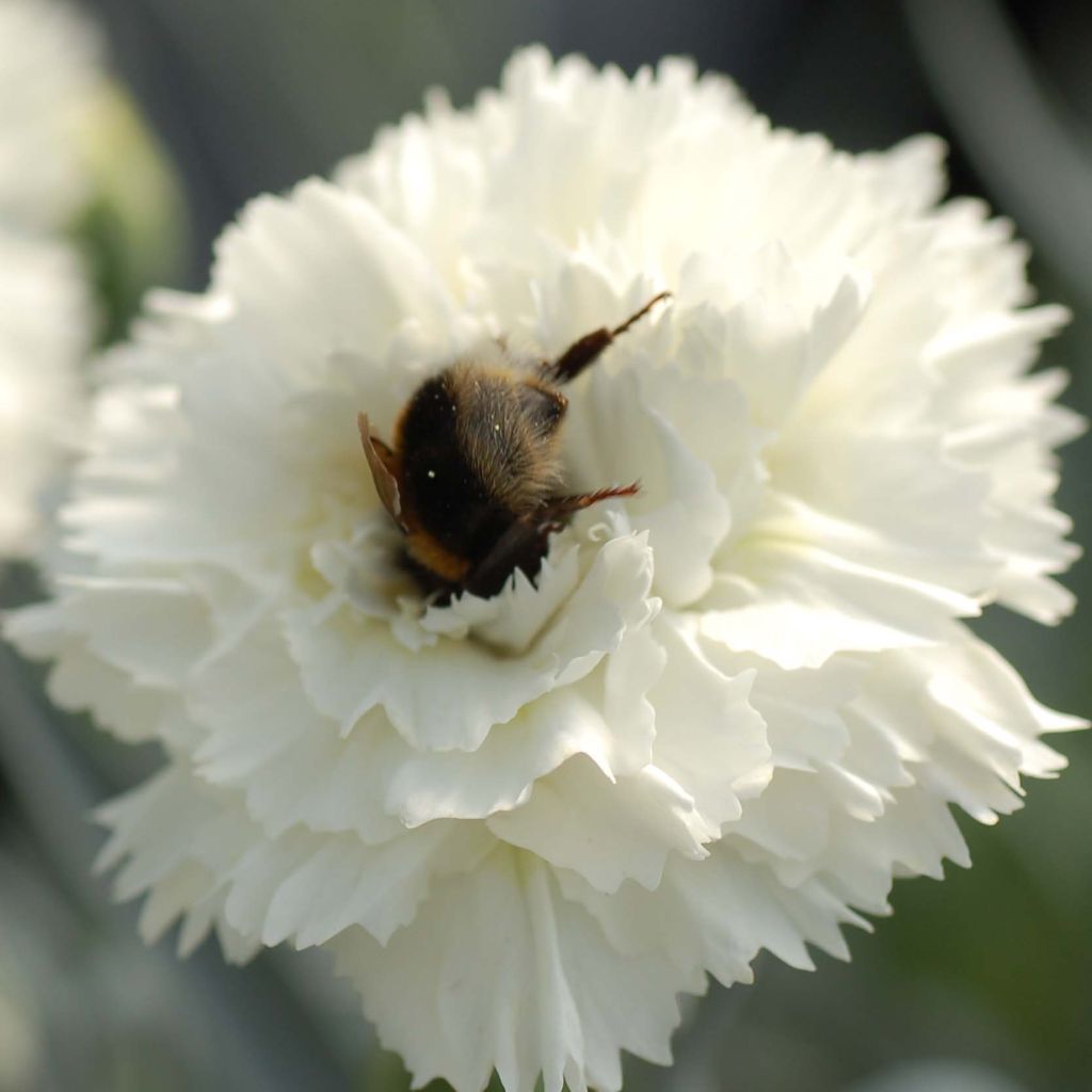 Dianthus plumarius Scent First Memories