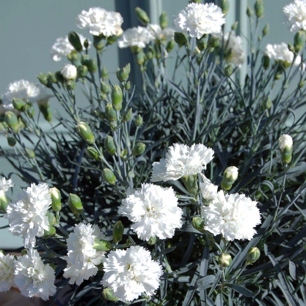 Dianthus plumarius Scent First Memories