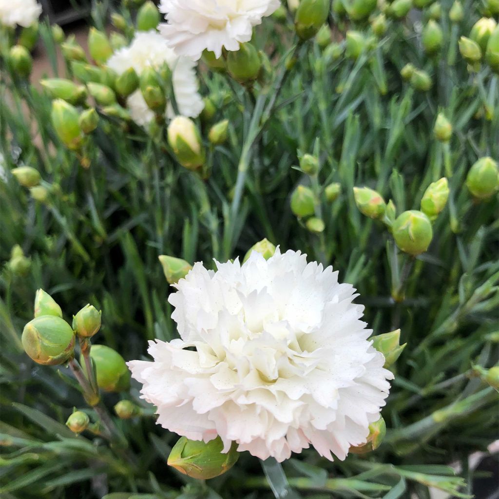 Dianthus plumarius Scent First Memories