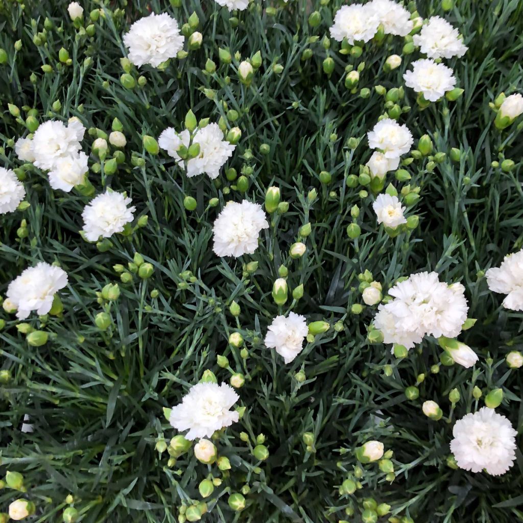 Dianthus plumarius Scent First Memories