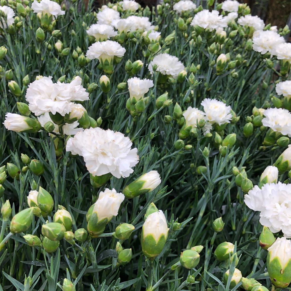 Dianthus plumarius Scent First Memories