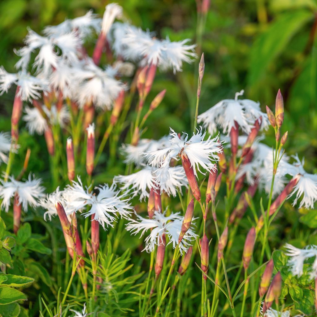 Dianthus squarrosa Berlin Snow