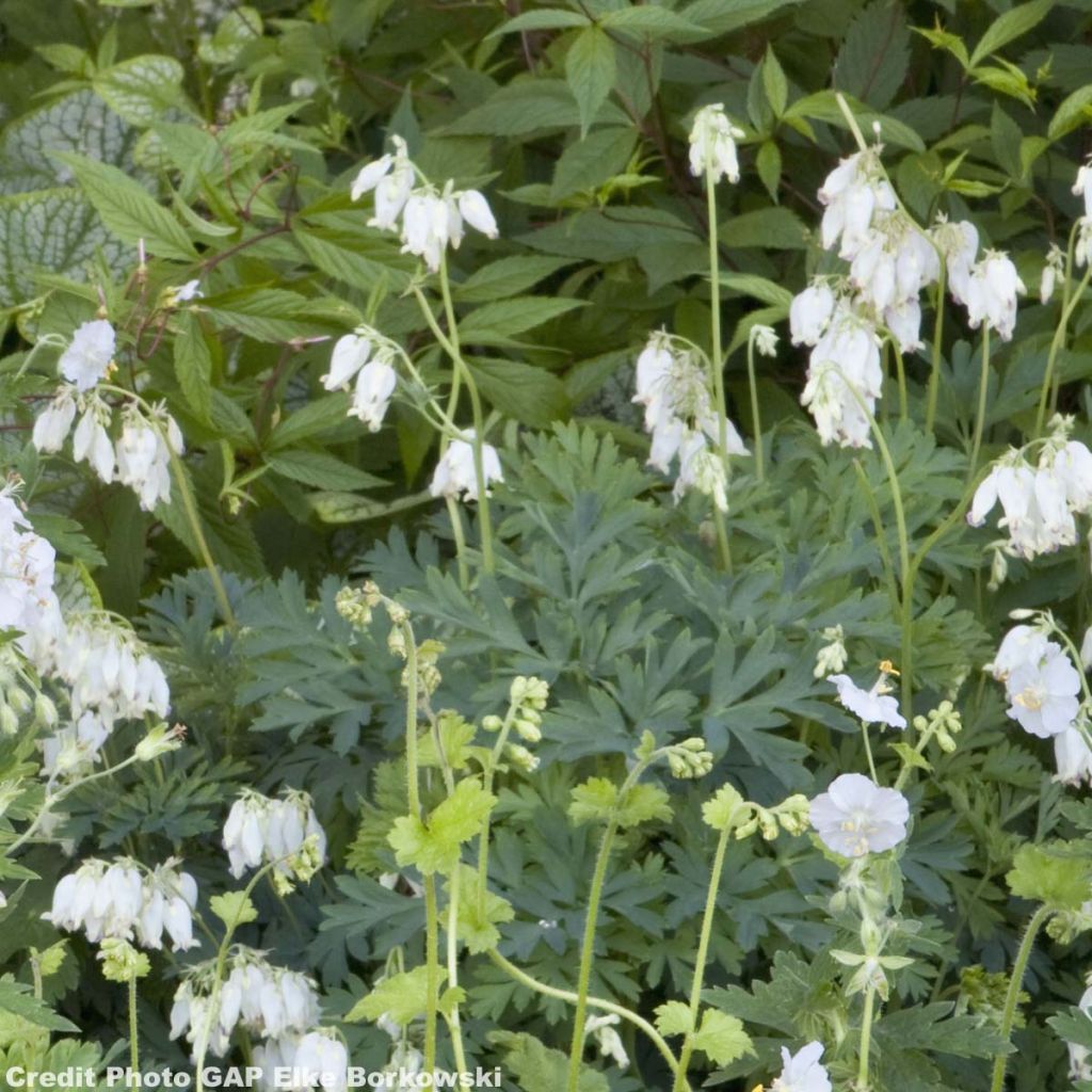 Dicentra formosa Aurora