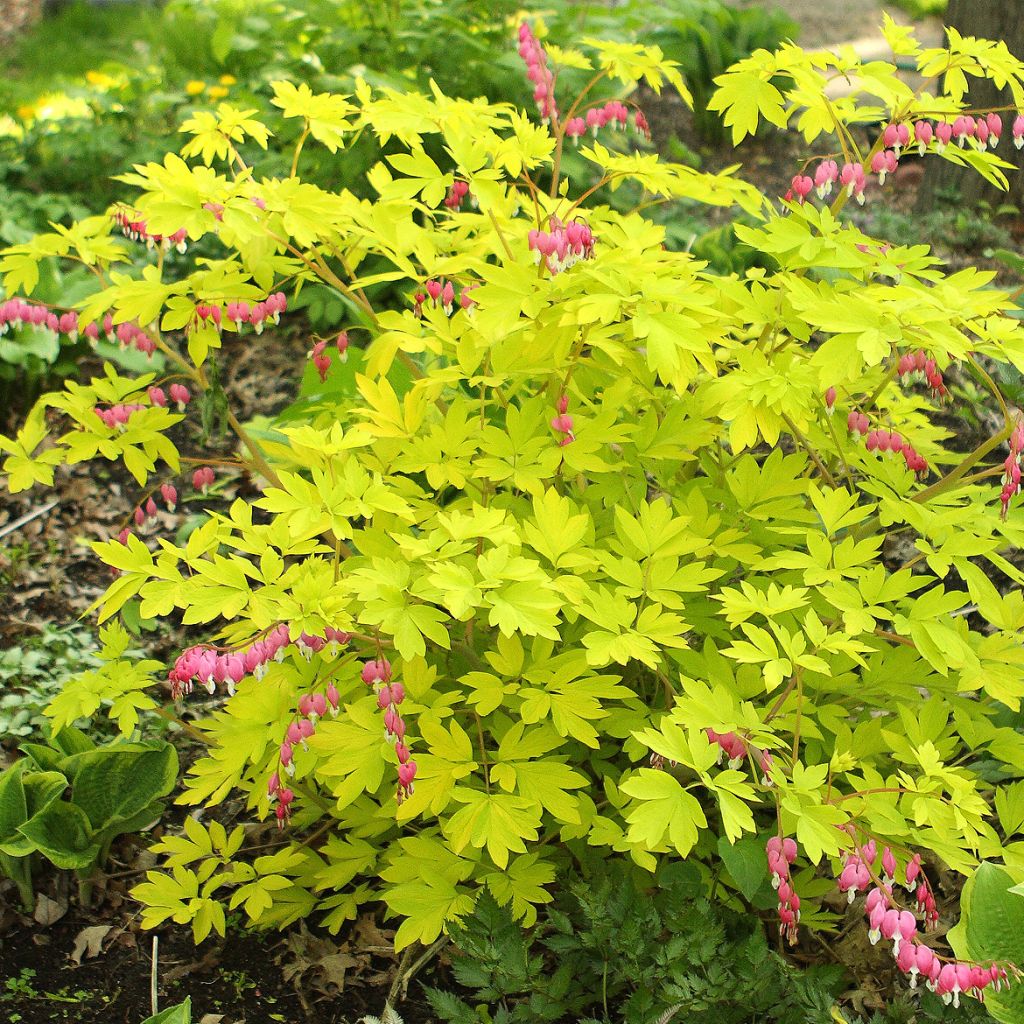 Dicentra spectabilis Goldheart