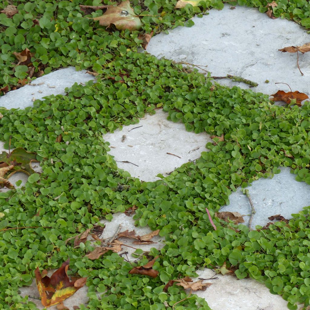 Dichondra repens