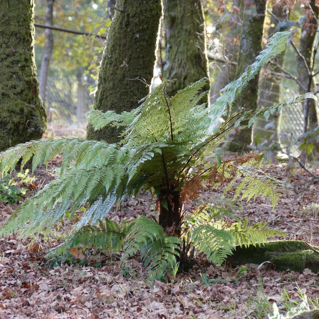 Dicksonia squarrosa - Tree Fern