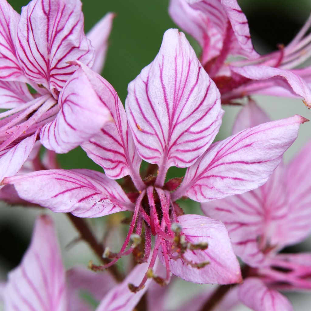Dictamnus albus var. purpureus - Dittany