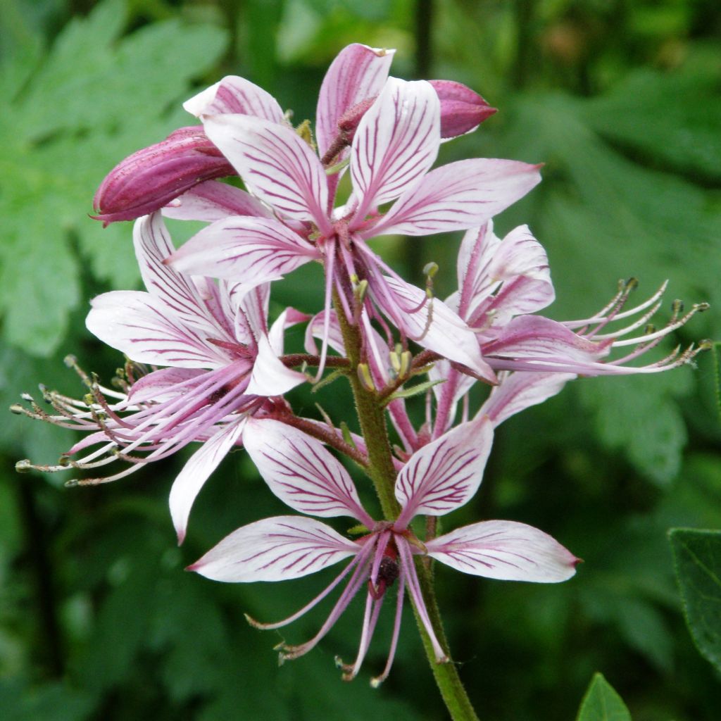 Dictamnus albus var. purpureus - Dittany