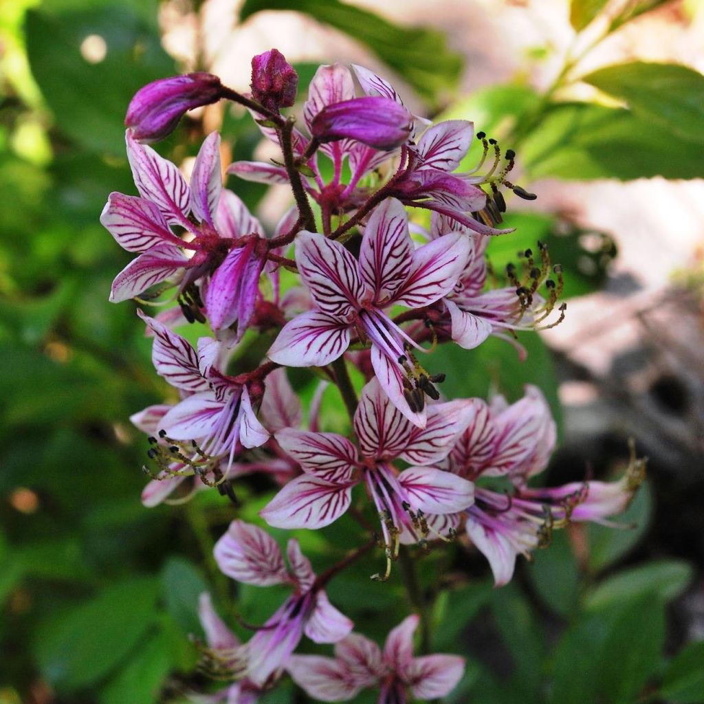 Dictamnus albus var. purpureus - Dittany