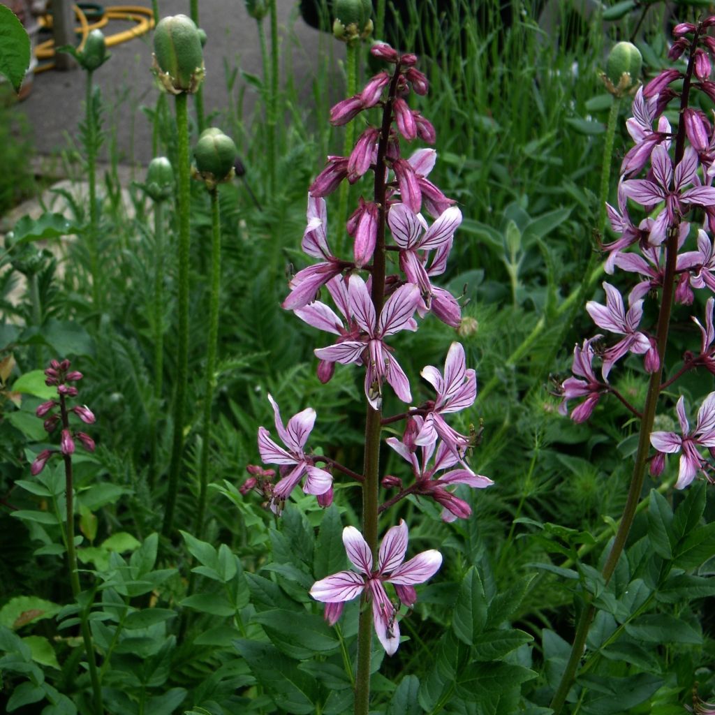 Dictamnus albus var. purpureus - Dittany