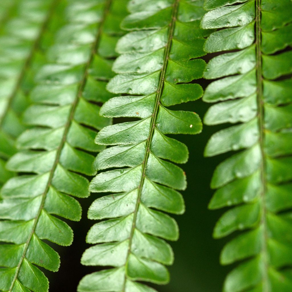 Didymochlaena truncatula  -  Fougère acajou, Fougère arborescente à frondes tronquées