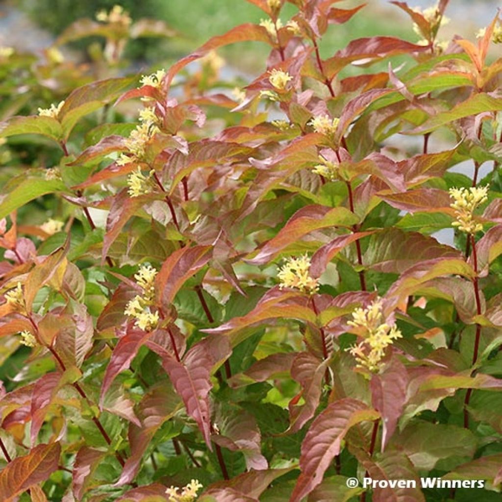 Diervilla splendens Kodiak Red