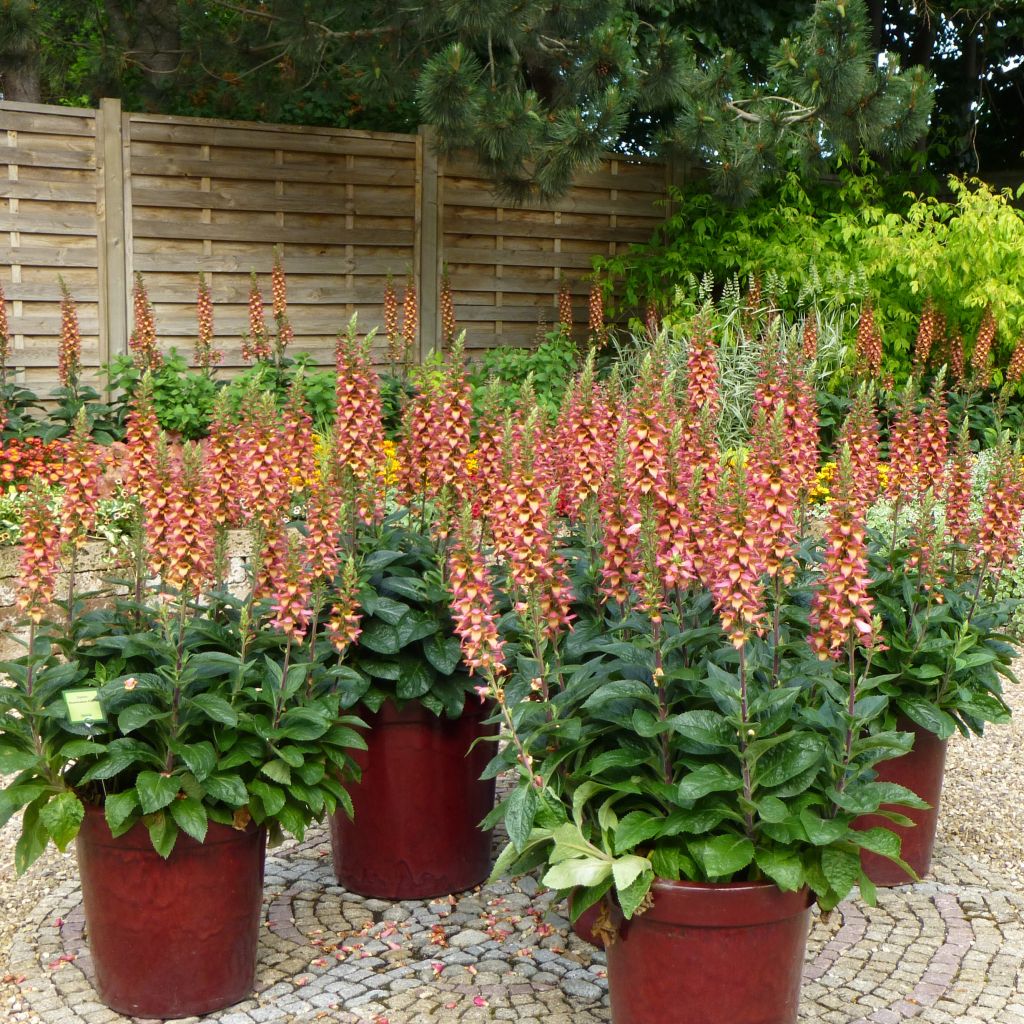 Digitalis valinii Illumination Flame - Foxglove