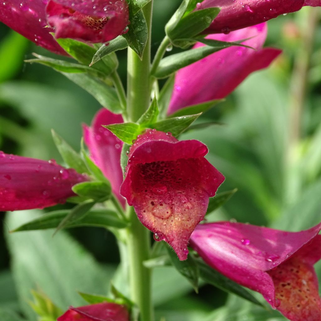 Digitalis valinii Illumination Raspberry - Foxglove