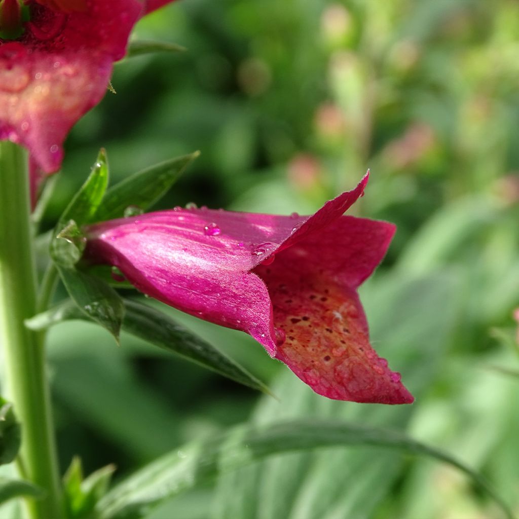 Digitalis valinii Illumination Raspberry - Foxglove