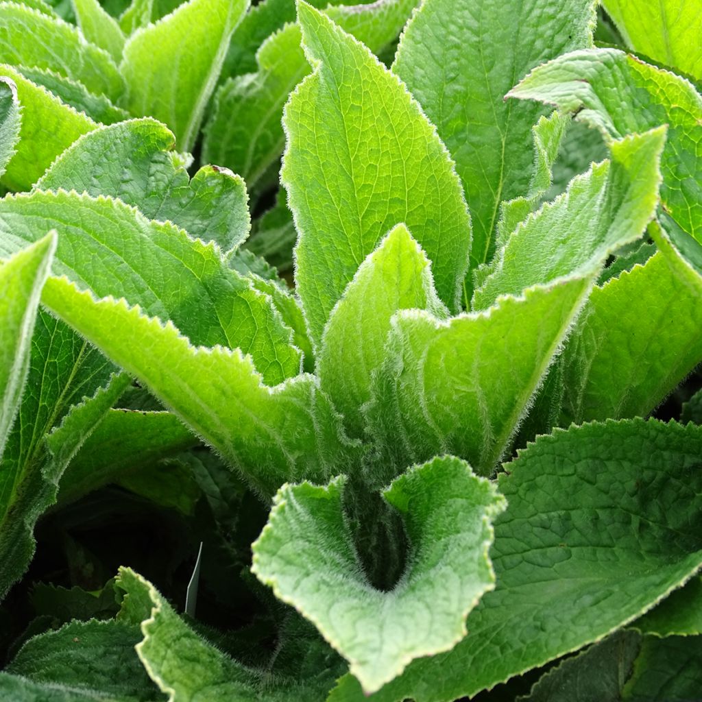 Digitalis x mertonensis - Foxglove