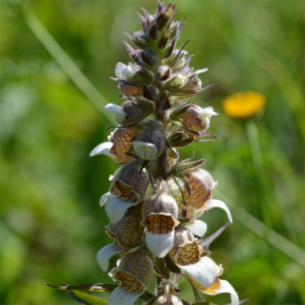 Digitalis lanata - Foxglove