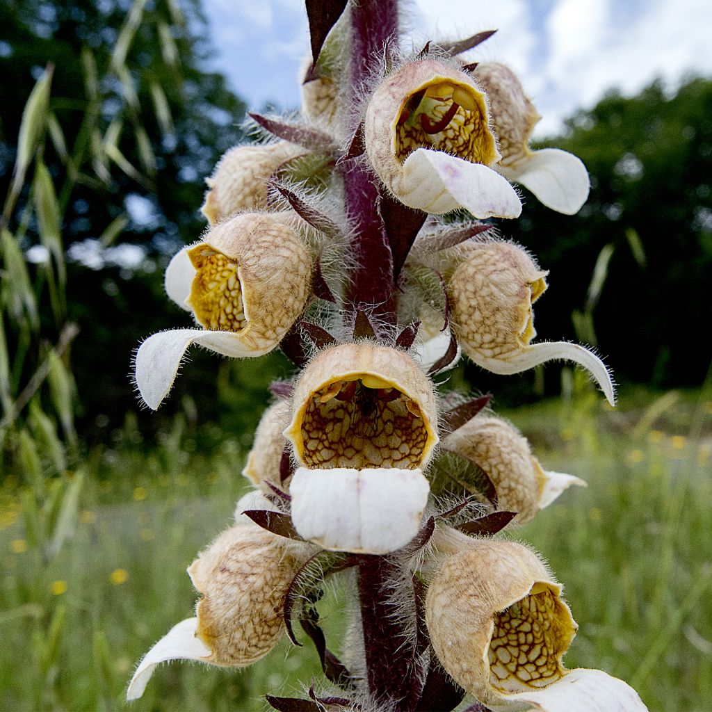 Digitalis lanata - Foxglove