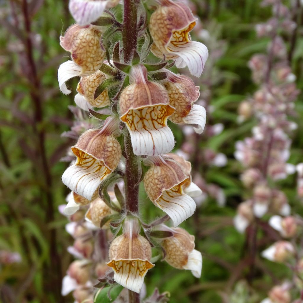 Digitalis lanata - Foxglove