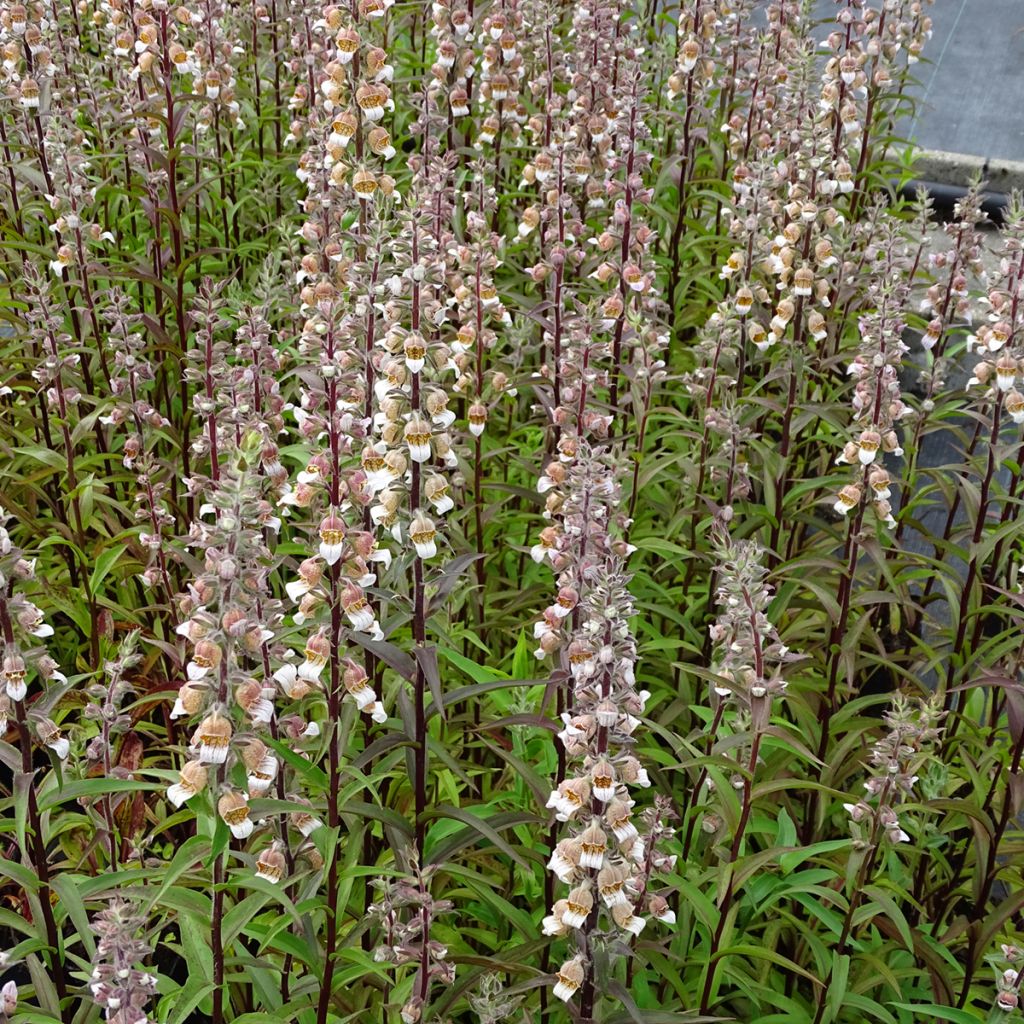 Digitalis lanata - Foxglove