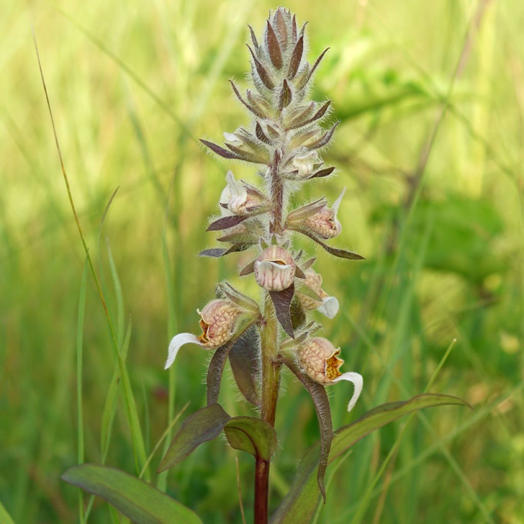 Digitalis lanata - Foxglove