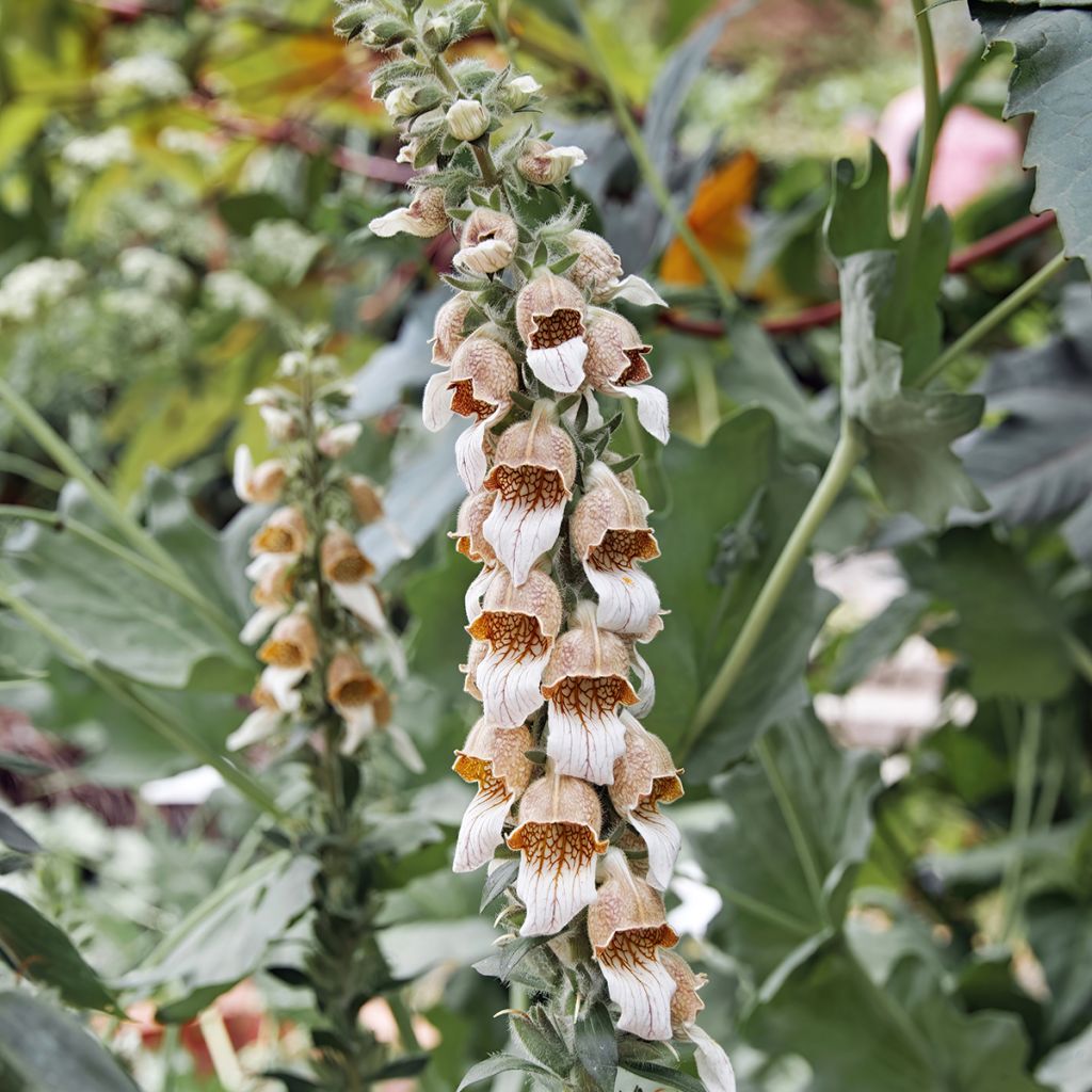 Digitalis lanata - Foxglove