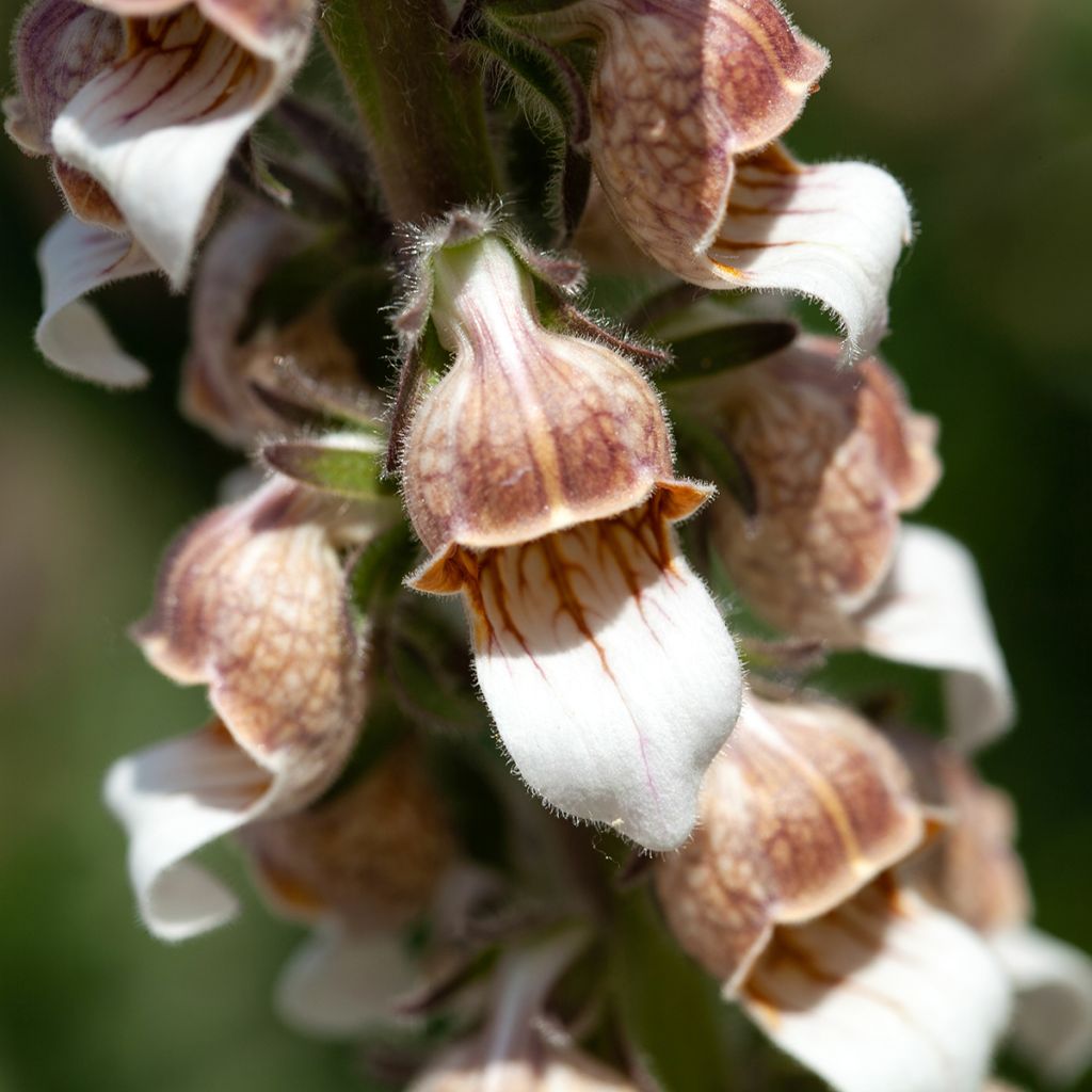 Digitalis lanata - Foxglove