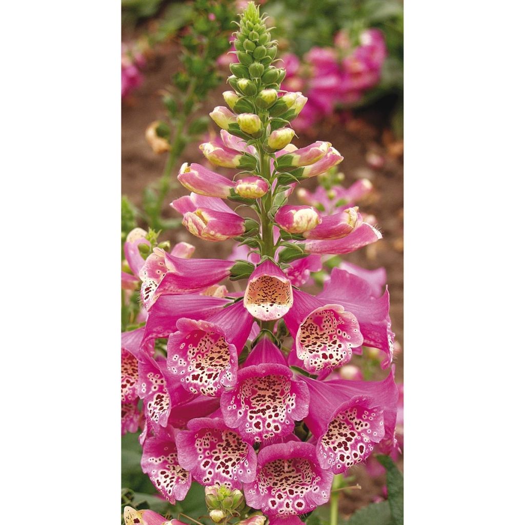 Digitalis purpurea Camelot Rose - Foxglove