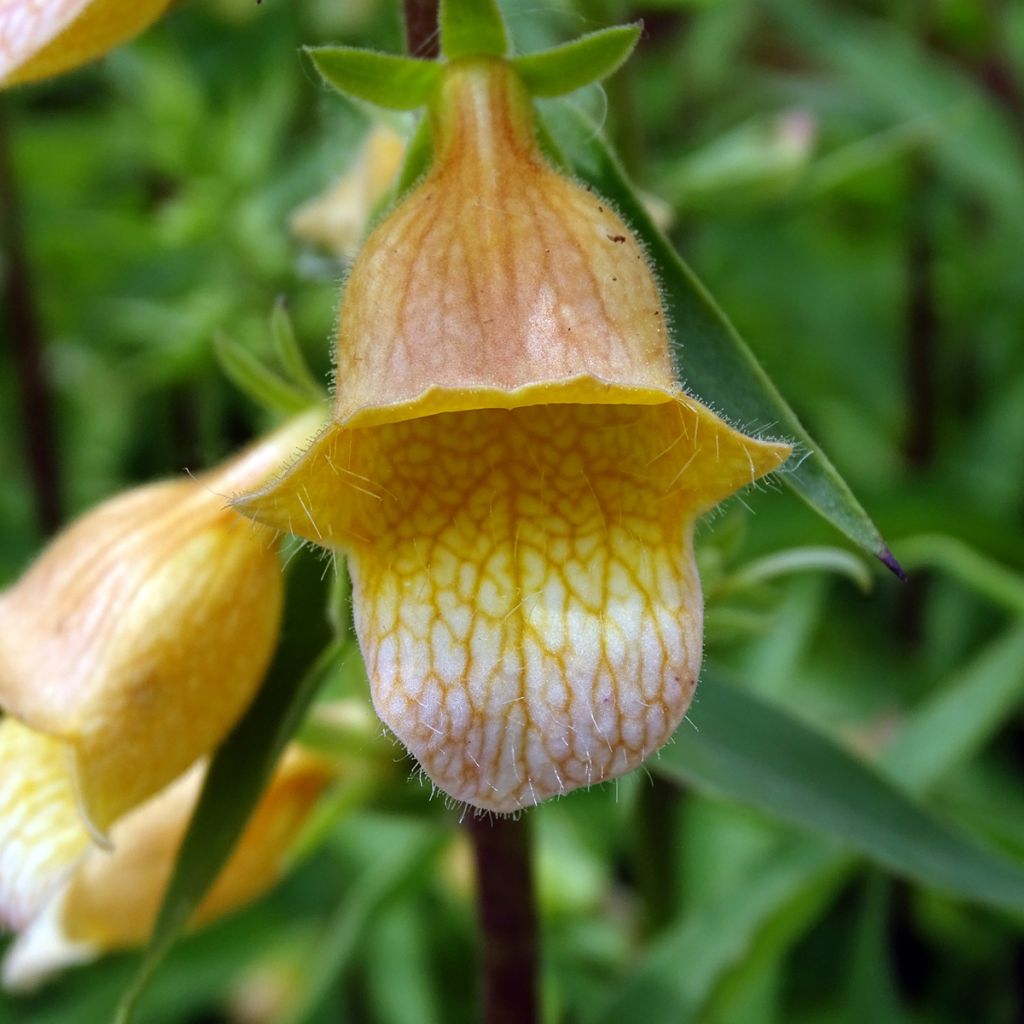 Digitalis Spice Island - Foxglove