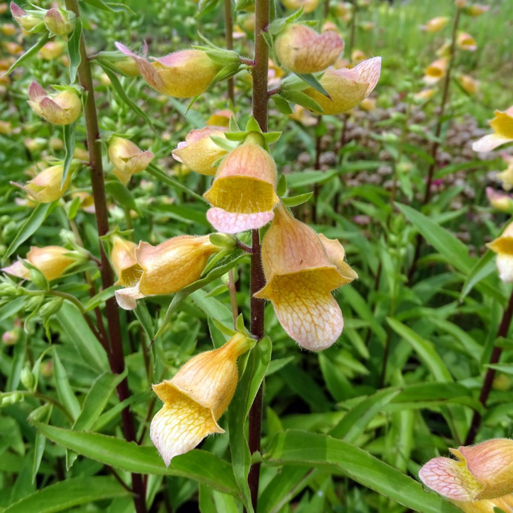 Digitalis Spice Island - Foxglove