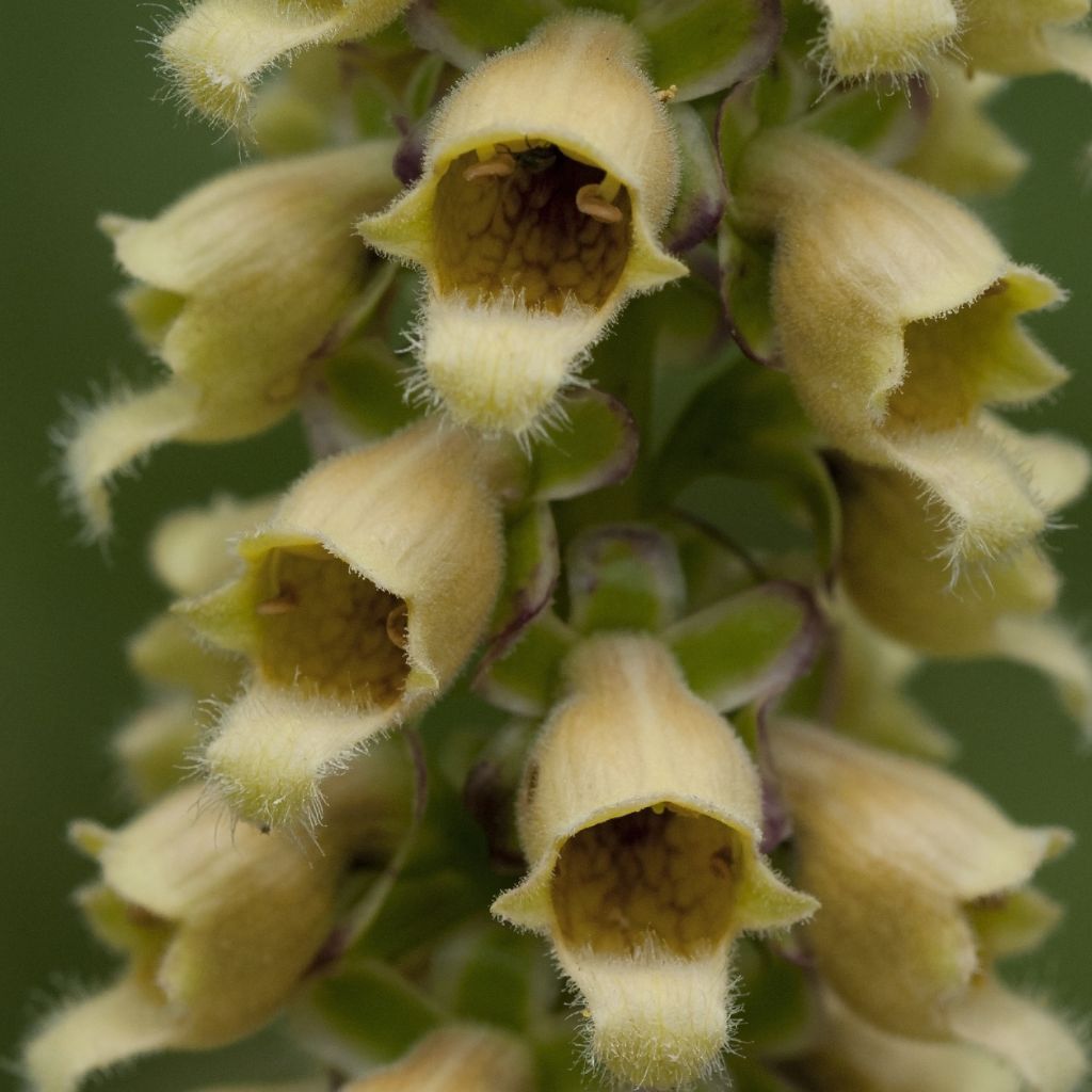 Digitalis ferruginea Gigantea - Foxglove